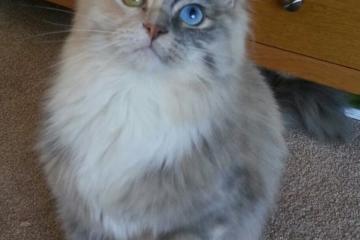 PG游戏官网登录入口-塔图姆爆发，国王强势晋级，深圳队—三线并进的竞技启示