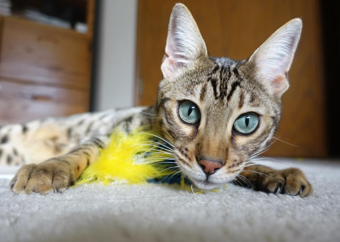 PG游戏官网登录入口-塔图姆爆发，国王强势晋级，深圳队—三线并进的竞技启示